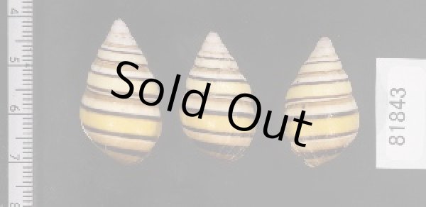 画像2: ハタイトヒキマイマイ SALE! (2)