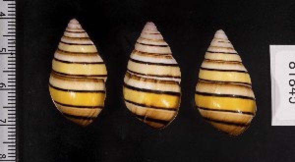 画像2: ハタイトヒキマイマイ SALE! (2)