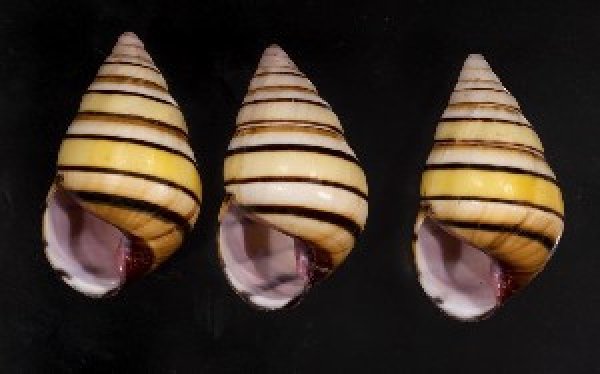 画像1: ハタイトヒキマイマイ SALE! (1)