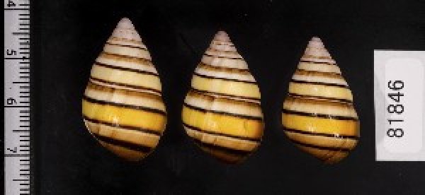 画像2: ハタイトヒキマイマイ SALE! (2)