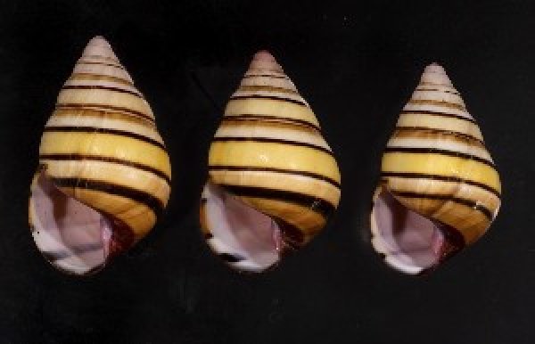 画像1: ハタイトヒキマイマイ SALE! (1)