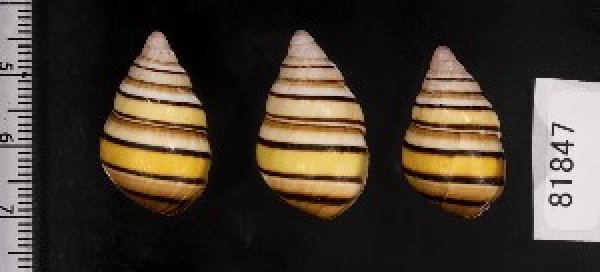 画像2: ハタイトヒキマイマイ SALE! (2)