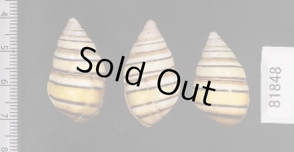 画像2: ハタイトヒキマイマイ SALE! (2)