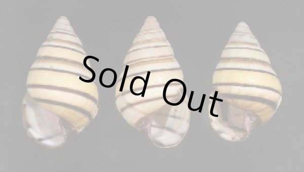 画像1: ハタイトヒキマイマイ SALE! (1)