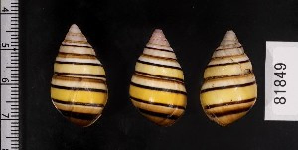 画像2: ハタイトヒキマイマイ SALE! (2)