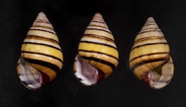 画像1: ハタイトヒキマイマイ SALE! (1)