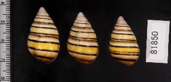 画像2: ハタイトヒキマイマイ SALE! (2)