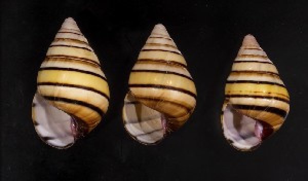 画像1: ハタイトヒキマイマイ SALE! (1)