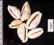 ニヨリコモンダカラ Erosaria erosa similisfig.2