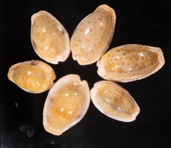 ニヨリコモンダカラ Erosaria erosa similisfig.1