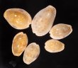 ニヨリコモンダカラ Erosaria erosa similisfig.1