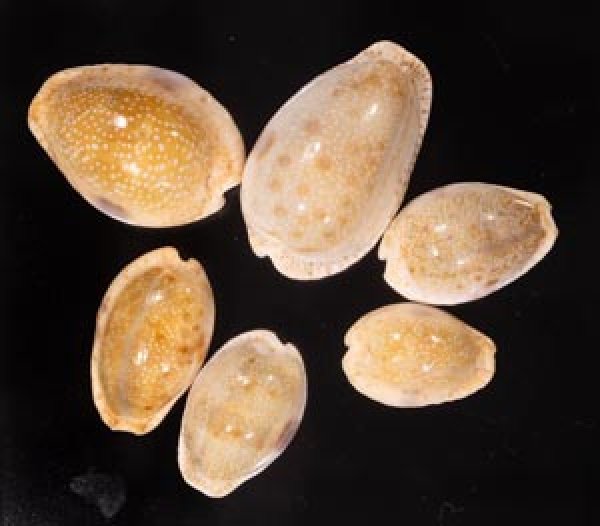 ニヨリコモンダカラ Erosaria erosa similisfig.1