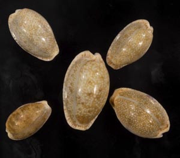 画像1: ニヨリコモンダカラ (1)