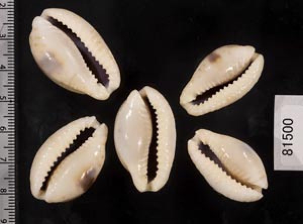 画像2: ニヨリコモンダカラ (2)