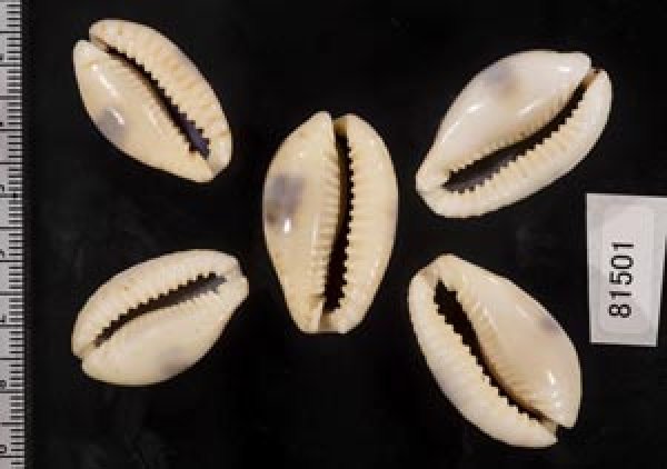 画像2: ニヨリコモンダカラ (2)