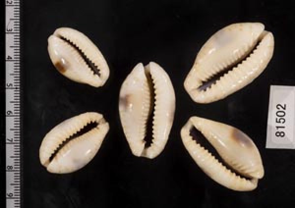 画像2: ニヨリコモンダカラ (2)