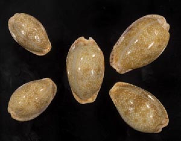 画像1: ニヨリコモンダカラ (1)