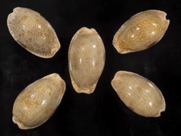 画像1: ニヨリコモンダカラ (1)