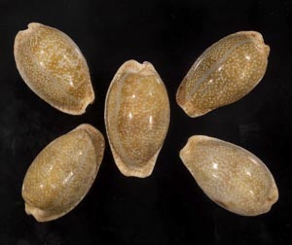 画像1: ニヨリコモンダカラ (1)