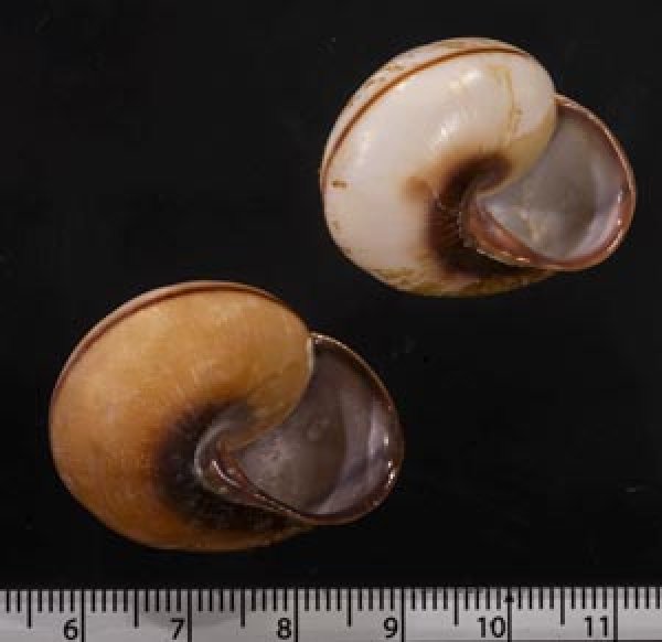 画像2: サランガンカスリマイマイ (2)