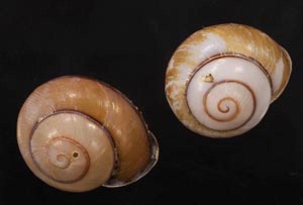 画像1: サランガンカスリマイマイ (1)