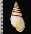 ウズマキマレーマイマイ SALE! Amphidromus marieabbasaefig.2