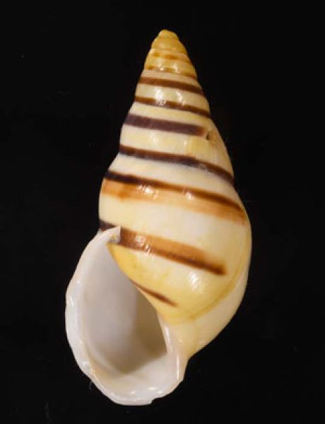 ウズマキマレーマイマイ SALE! Amphidromus marieabbasaefig.1