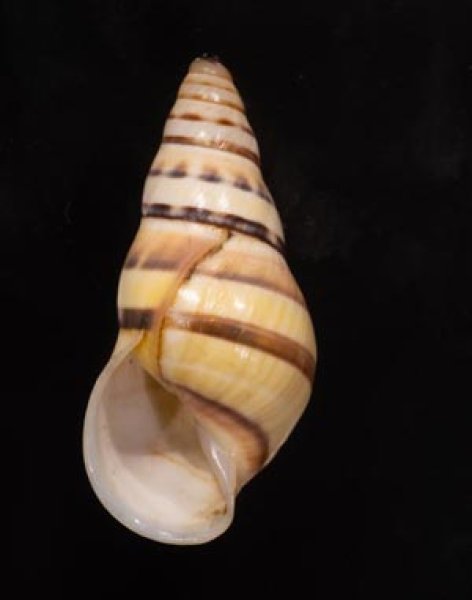 ウズマキマレーマイマイ Amphidromus marieabbasaefig.1