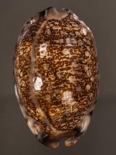 タカラガイ 貝殻 \"Tigris Rusty” タイガーパータン タカラガイ 貝殻 