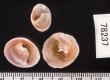 ホンカリバカサガイ Calyptraea chinensisfig.2