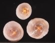 ホンカリバカサガイ Calyptraea chinensisfig.1