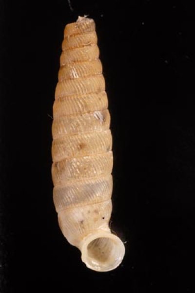 ブロクレイスパイプガイ (仮称) Cochlodinella broquelesensisfig.1