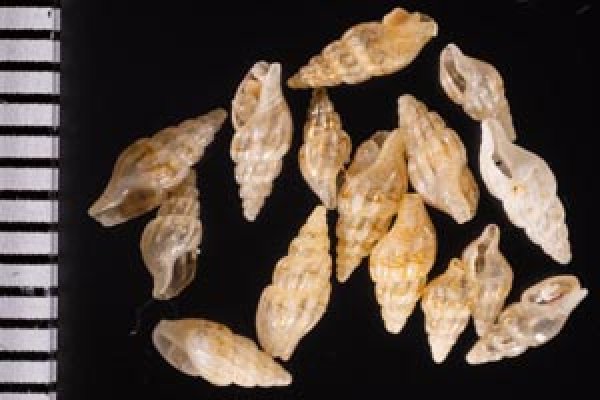 クラウシボサツ （仮称） Anachis kraussiifig.1