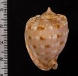 アフリカウラシマ Dwarf Cassis tessellatafig.2