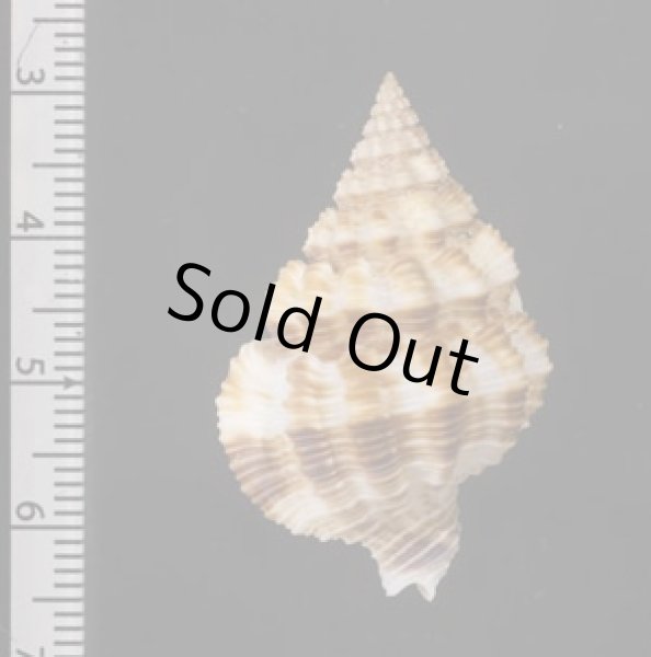 画像2: ヨコヅナアラレバイ (2)