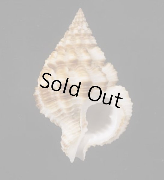 画像1: ヨコヅナアラレバイ (1)