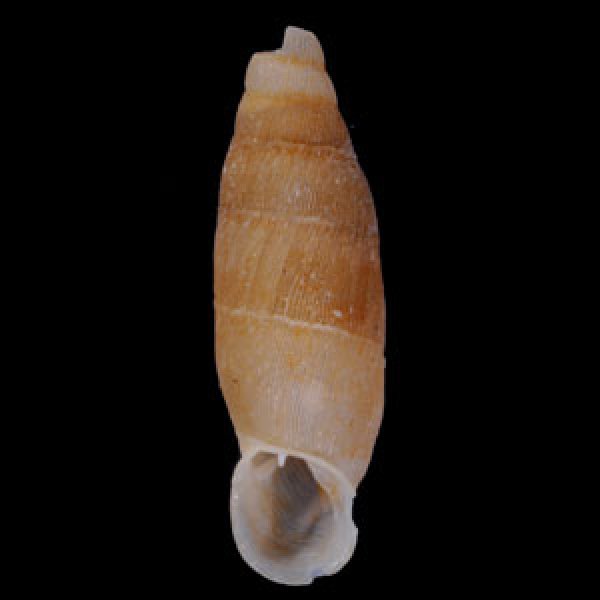 マルタアクビギセル （仮称） Lampedusa macrostoma oscitansfig.1