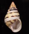 ウォーカーイトヒキマイマイ Liguus fasciatus walkerifig.1