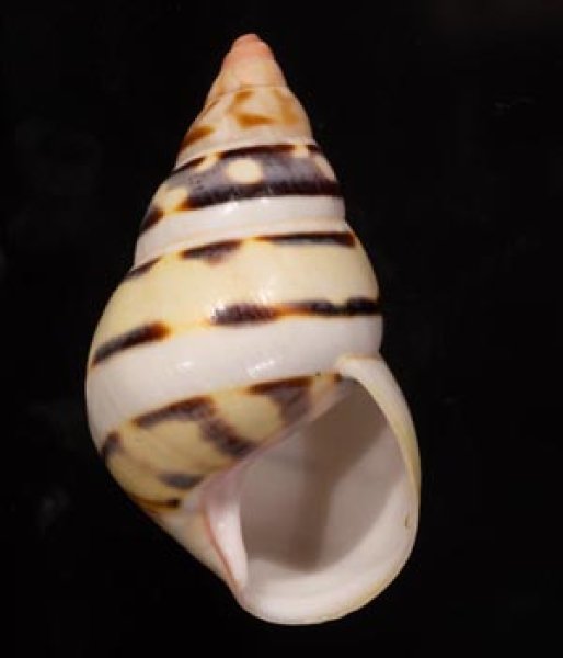 ウォーカーイトヒキマイマイ Liguus fasciatus walkerifig.1