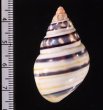 ウォーカーイトヒキマイマイ Liguus fasciatus walkerifig.2