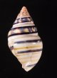 ウォーカーイトヒキマイマイ Liguus fasciatus walkerifig.3