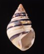 ウォーカーイトヒキマイマイ Liguus fasciatus walkerifig.1