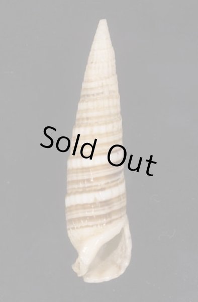 画像1: ヨコワカニモリ 横輪蟹守 (1)