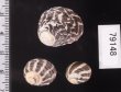 シマイチマツシタダミ （仮称） Austrocochlea porcatafig.2