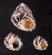 シマイチマツシタダミ （仮称） Austrocochlea porcatafig.1