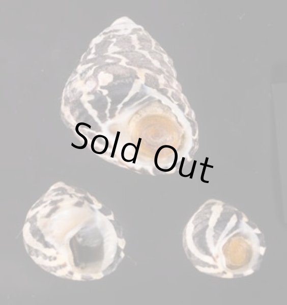 シマイチマツシタダミ （仮称） Austrocochlea porcatafig.1