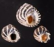 シマイチマツシタダミ （仮称） Austrocochlea porcatafig.1