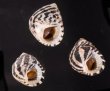 シマイチマツシタダミ （仮称） Austrocochlea porcatafig.1