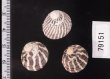シマイチマツシタダミ （仮称） Austrocochlea porcatafig.2