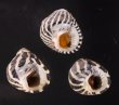 シマイチマツシタダミ （仮称） Austrocochlea porcatafig.1
